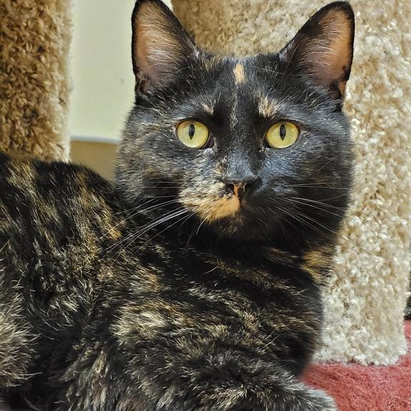 Enlarge Hazel, a ADOPTABLE Domestic Short Hair in Schaumburg, IL image 4/4