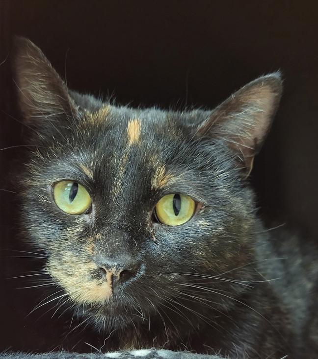Hazel, ADOPTABLE, Young Female Domestic Short Hair.