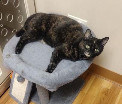 Hazel, a ADOPTABLE Domestic Short Hair in Schaumburg, IL image 5/5