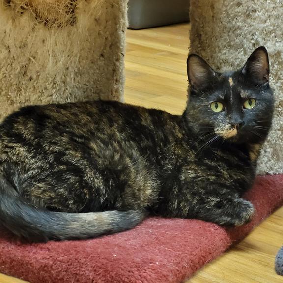 Enlarge Hazel, a ADOPTABLE Domestic Short Hair in Schaumburg, IL image 2/4