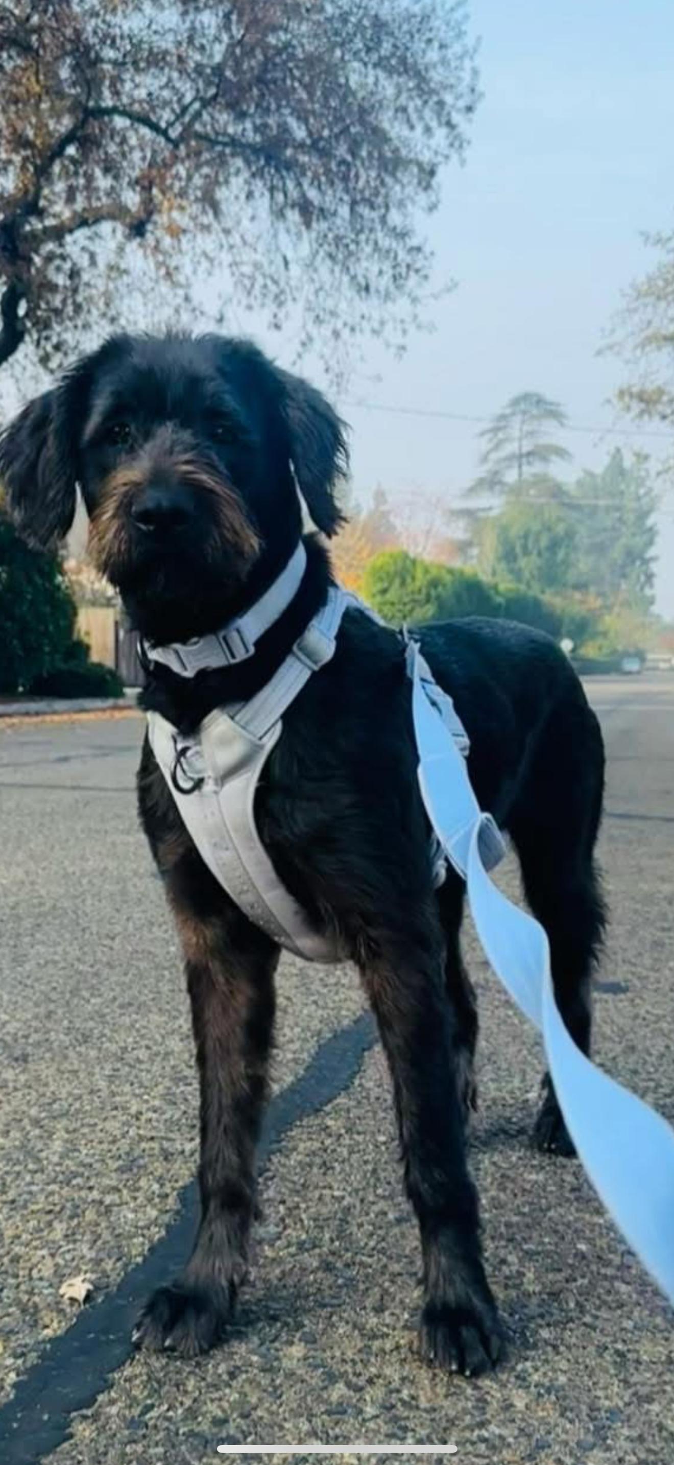 Molly - The Great Doodle, an adoptable Labradoodle in Rancho Cucamonga , CA, 91739 | Photo Image 2