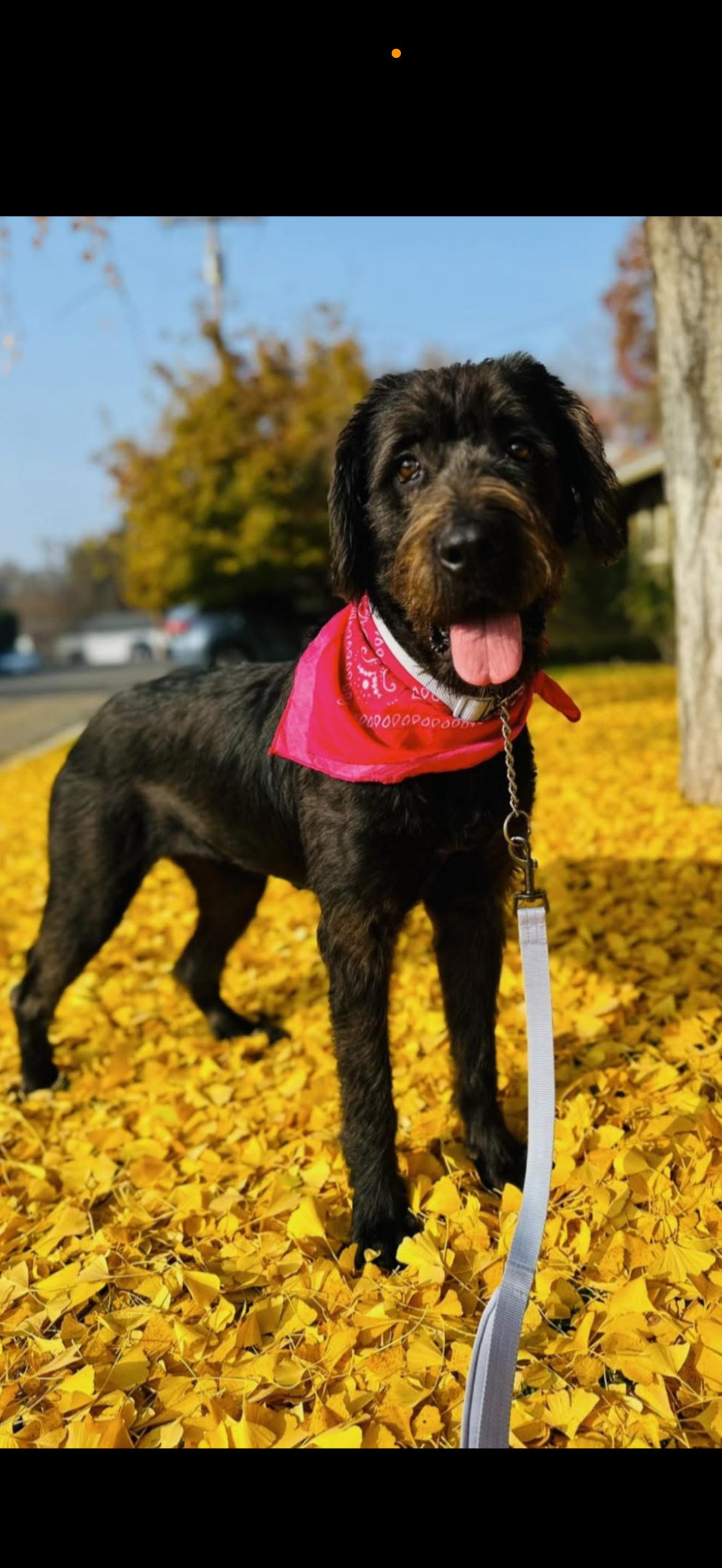Molly - The Great Doodle, an adoptable Labradoodle in Rancho Cucamonga , CA, 91739 | Photo Image 1