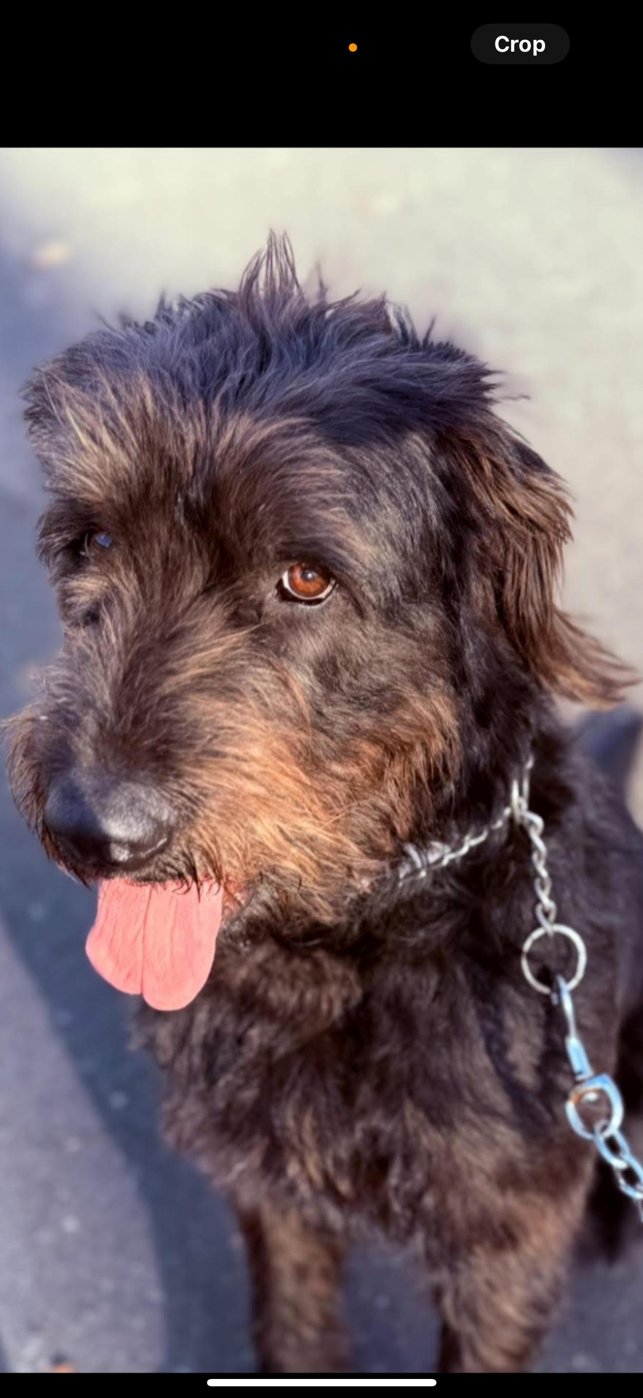 Molly - The Great Doodle, an adoptable Labradoodle in Rancho Cucamonga , CA, 91739 | Photo Image 3