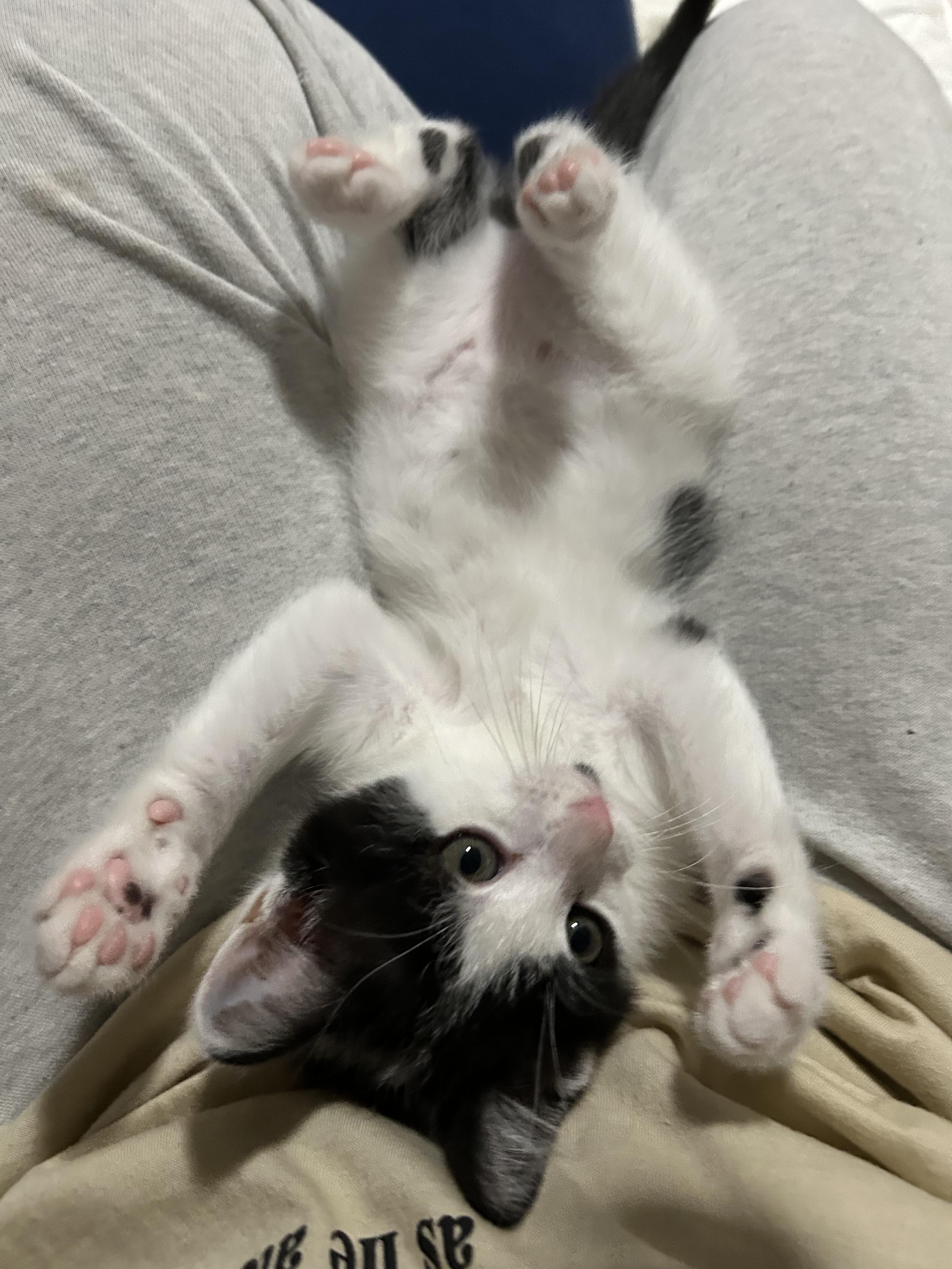 Lazslo, Adoptable, Kitten Male Domestic Short Hair.