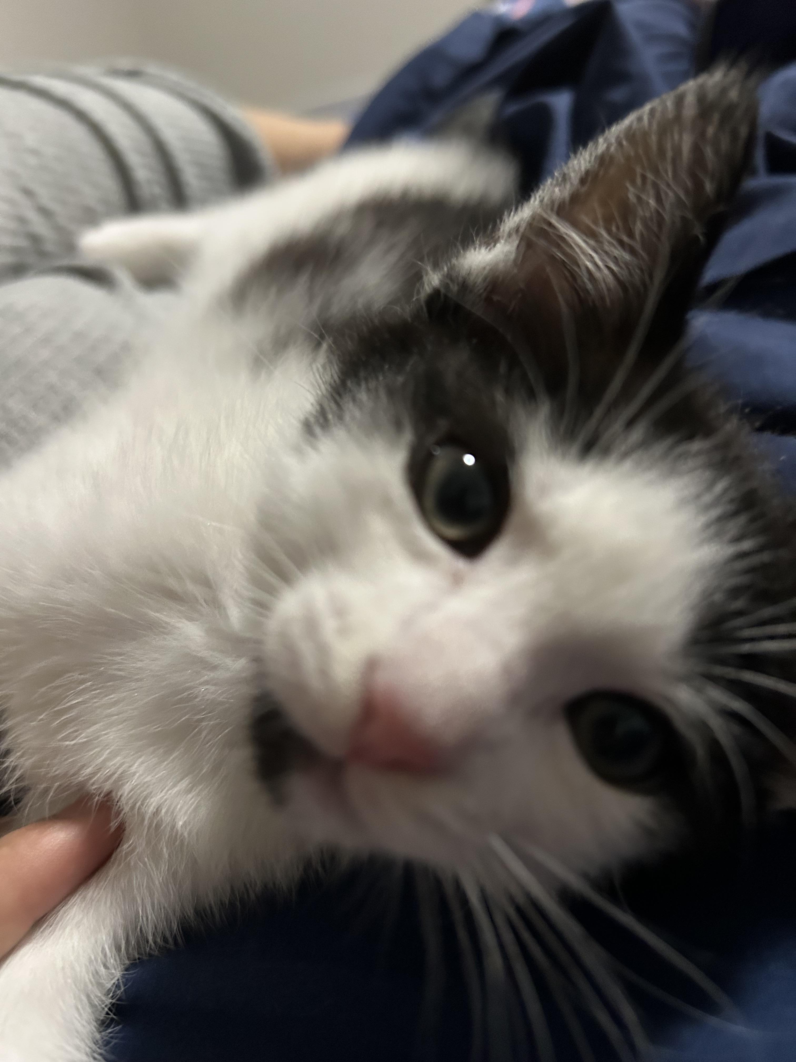 Lazslo, a Adoptable Domestic Short Hair in Charlotte, NC image 3/3