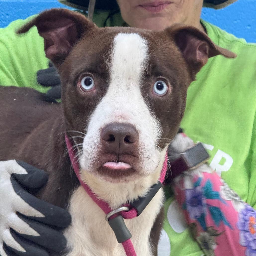Henry, a Adoptable Pit Bull Terrier in Little Rock, AR image 1/6