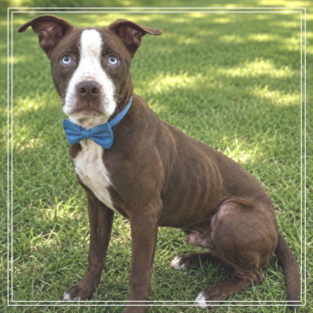 Henry, a Adoptable Pit Bull Terrier in Little Rock, AR image 2/6