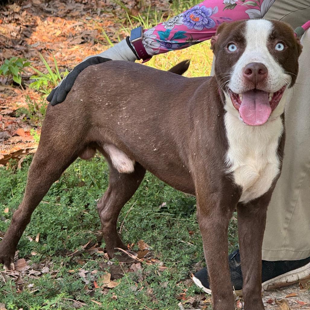 Henry, a Adoptable Pit Bull Terrier in Little Rock, AR image 3/6