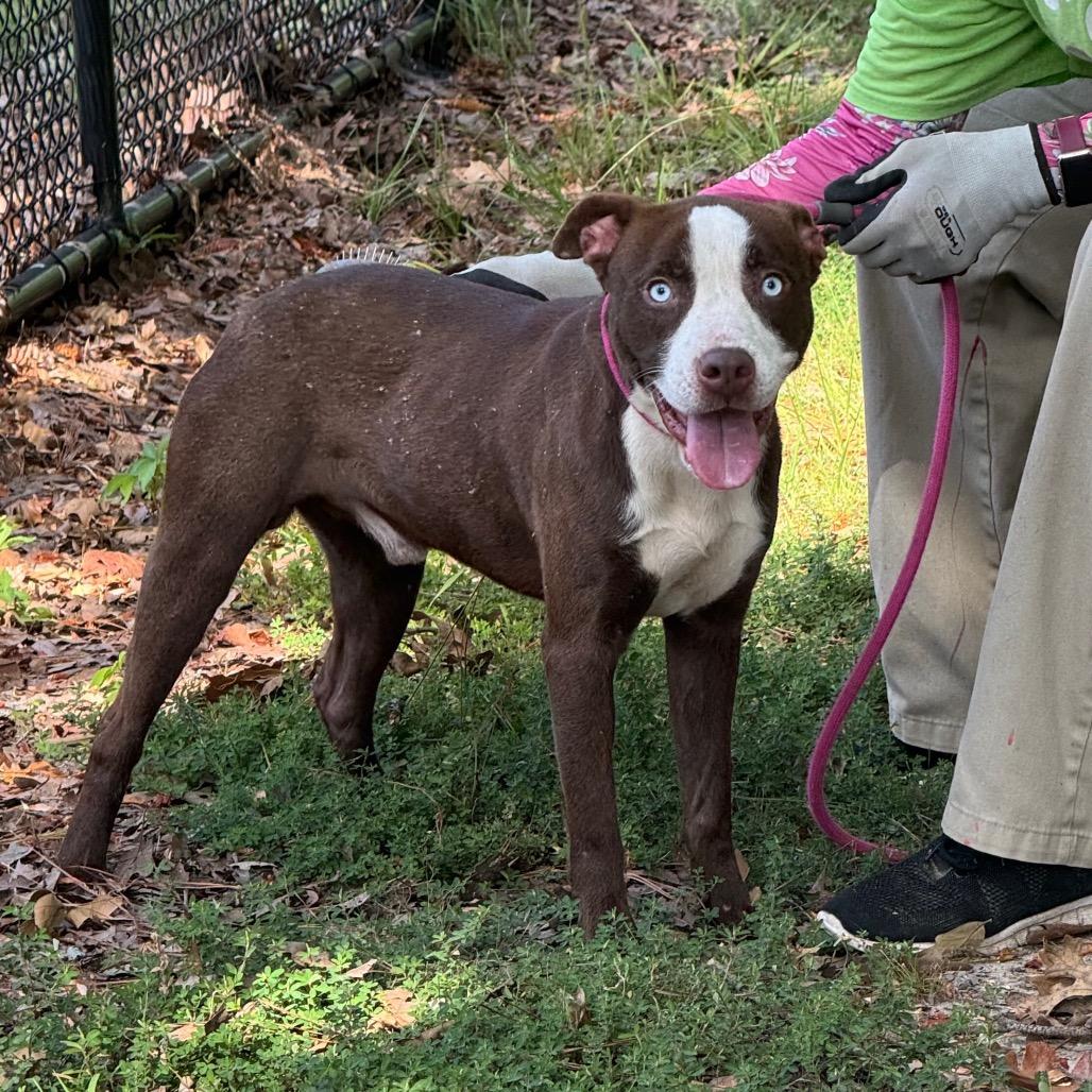 Henry, a Adoptable Pit Bull Terrier in Little Rock, AR image 4/6