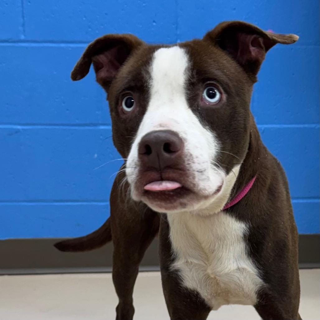 Henry, a Adoptable Pit Bull Terrier in Little Rock, AR image 5/6