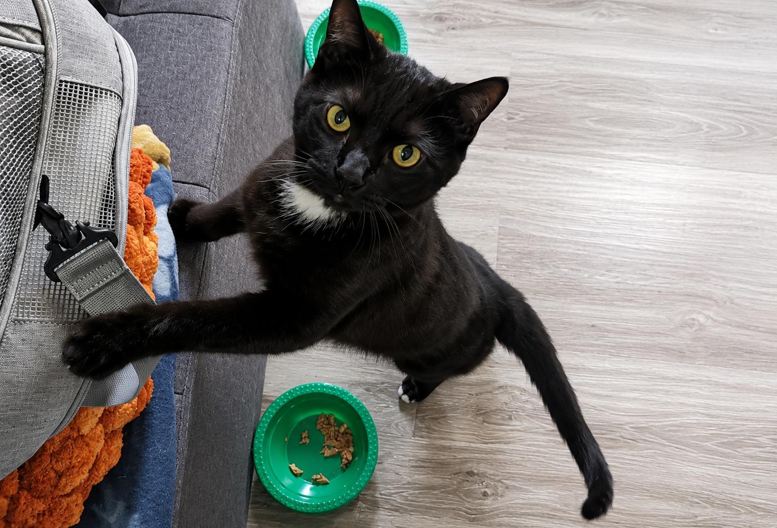 Enlarge Marsh, a Adoptable Domestic Short Hair in Lemoyne, PA image 1/3
