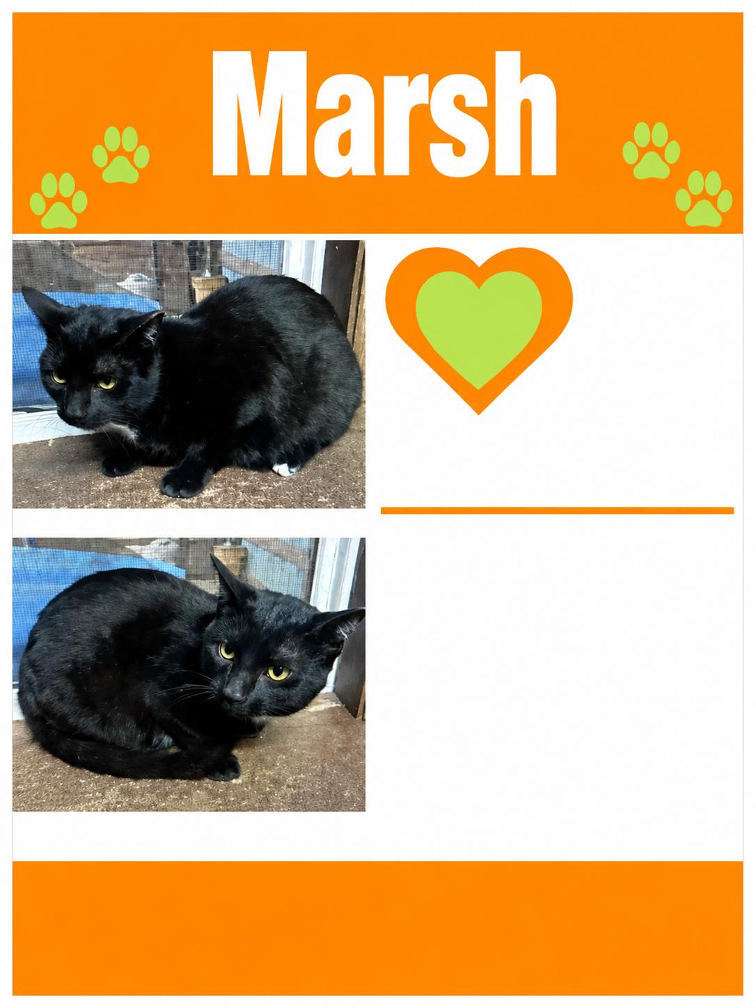 Enlarge Marsh, a Adoptable Domestic Short Hair in Lemoyne, PA image 2/3