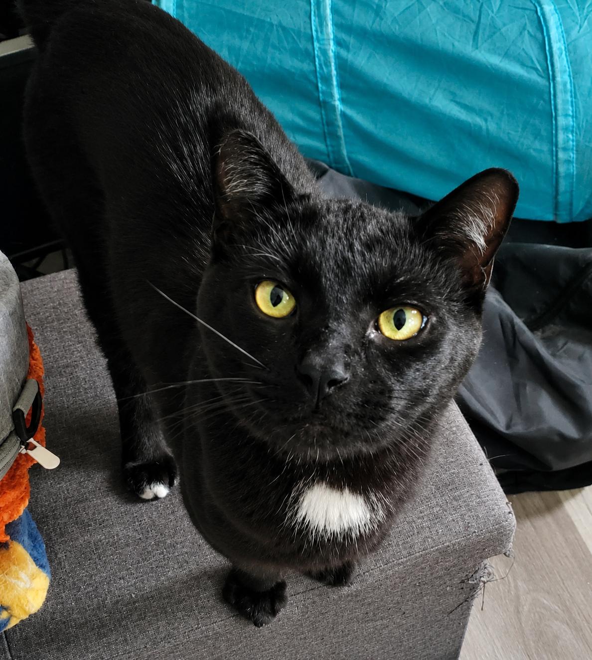 Enlarge Marsh, a Adoptable Domestic Short Hair in Lemoyne, PA image 3/3