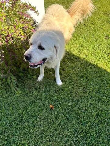 Oakley, Adoptable, Adult Male Great Pyrenees.
