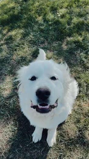 Enlarge Oakley, a Adoptable Great Pyrenees in Chattanooga, TN image 2/4