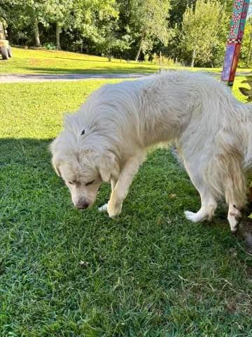 Enlarge Oakley, a Adoptable Great Pyrenees in Chattanooga, TN image 3/4