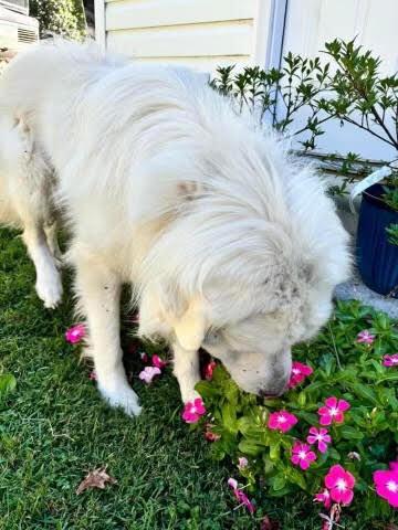 Enlarge Oakley, a Adoptable Great Pyrenees in Chattanooga, TN image 4/4