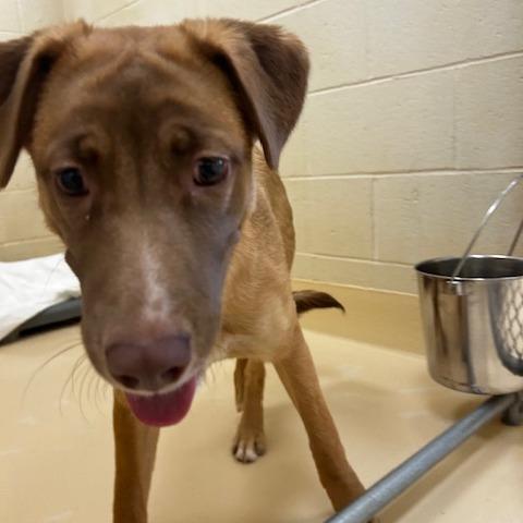 Ruby, a Adoptable Mixed Breed in Winston-Salem, NC image 1/2