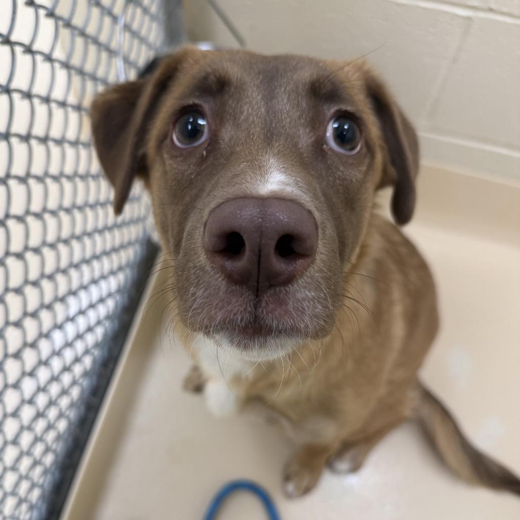 Ruby, a Adoptable Mixed Breed in Winston-Salem, NC image 2/2