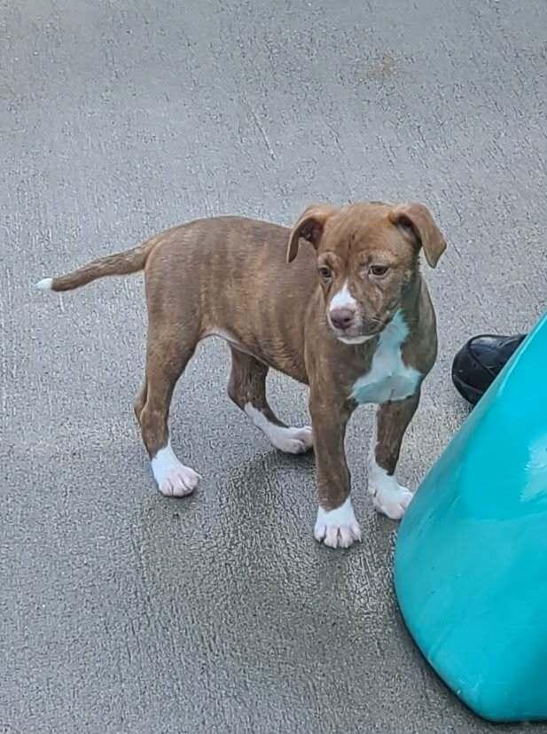 Biscotti, Adoptable, Puppy Female American Staffordshire Terrier.