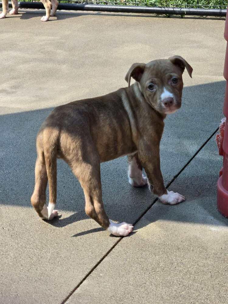 Enlarge Biscotti, a Adoptable mixed breed in Rockland, WI image 2/6