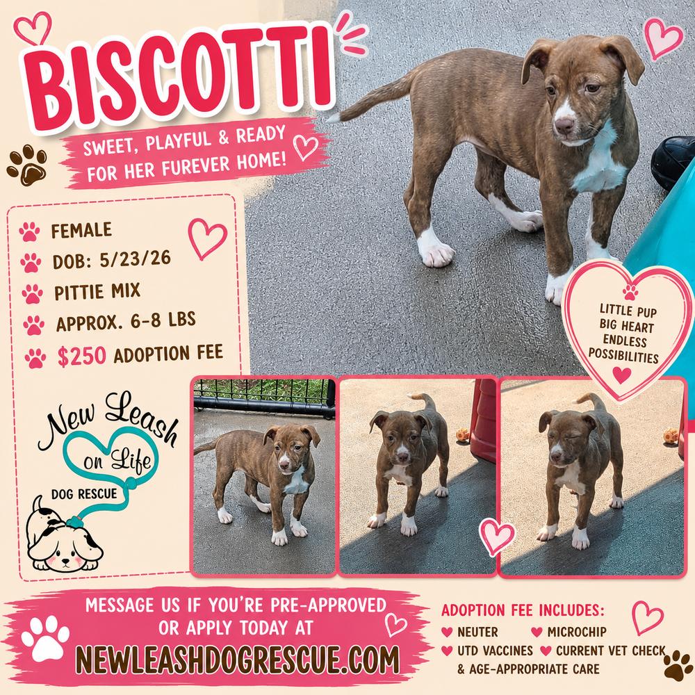 Enlarge Biscotti, a Adoptable mixed breed in Rockland, WI image 3/6