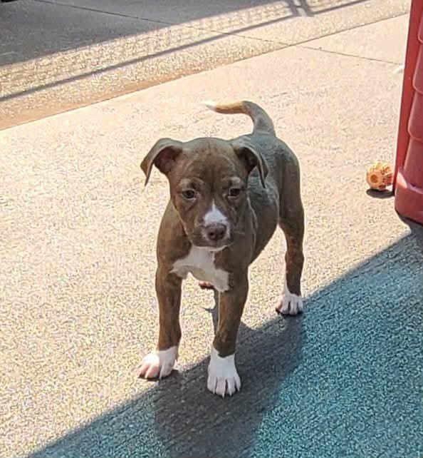 Enlarge Biscotti, a Adoptable mixed breed in Rockland, WI image 4/6