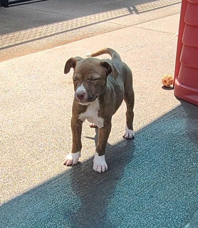 Enlarge Biscotti, a Adoptable mixed breed in Rockland, WI image 5/6