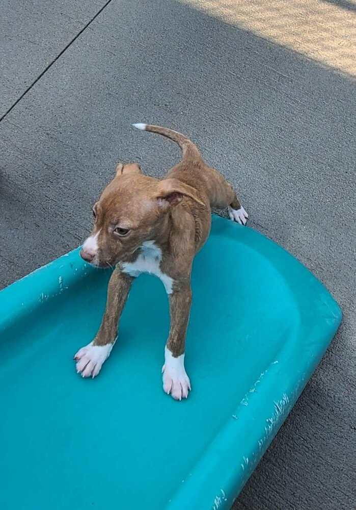 Enlarge Biscotti, a Adoptable mixed breed in Rockland, WI image 6/6