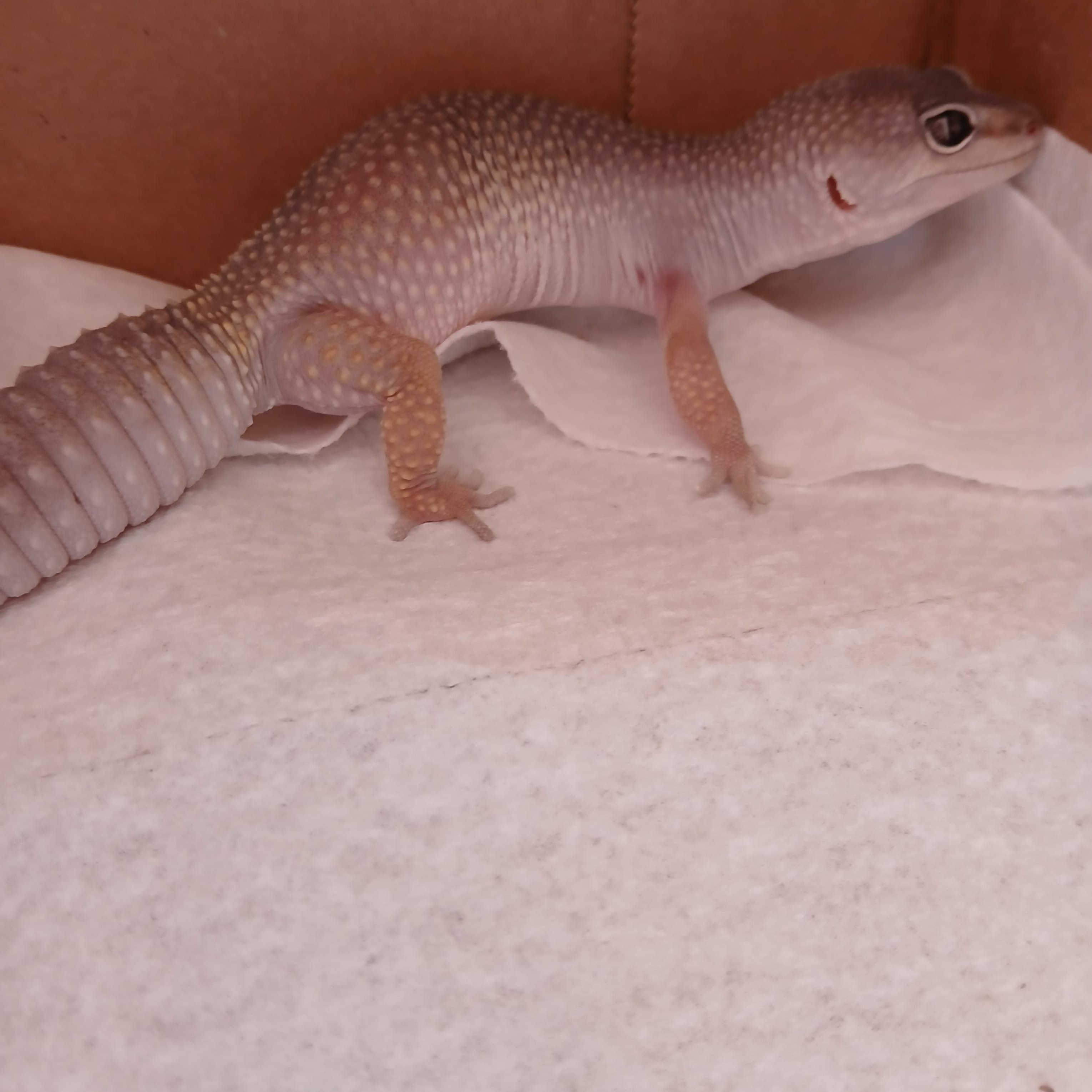 Valkyrie, a ADOPTABLE Gecko in Dearborn, MO image 1/5