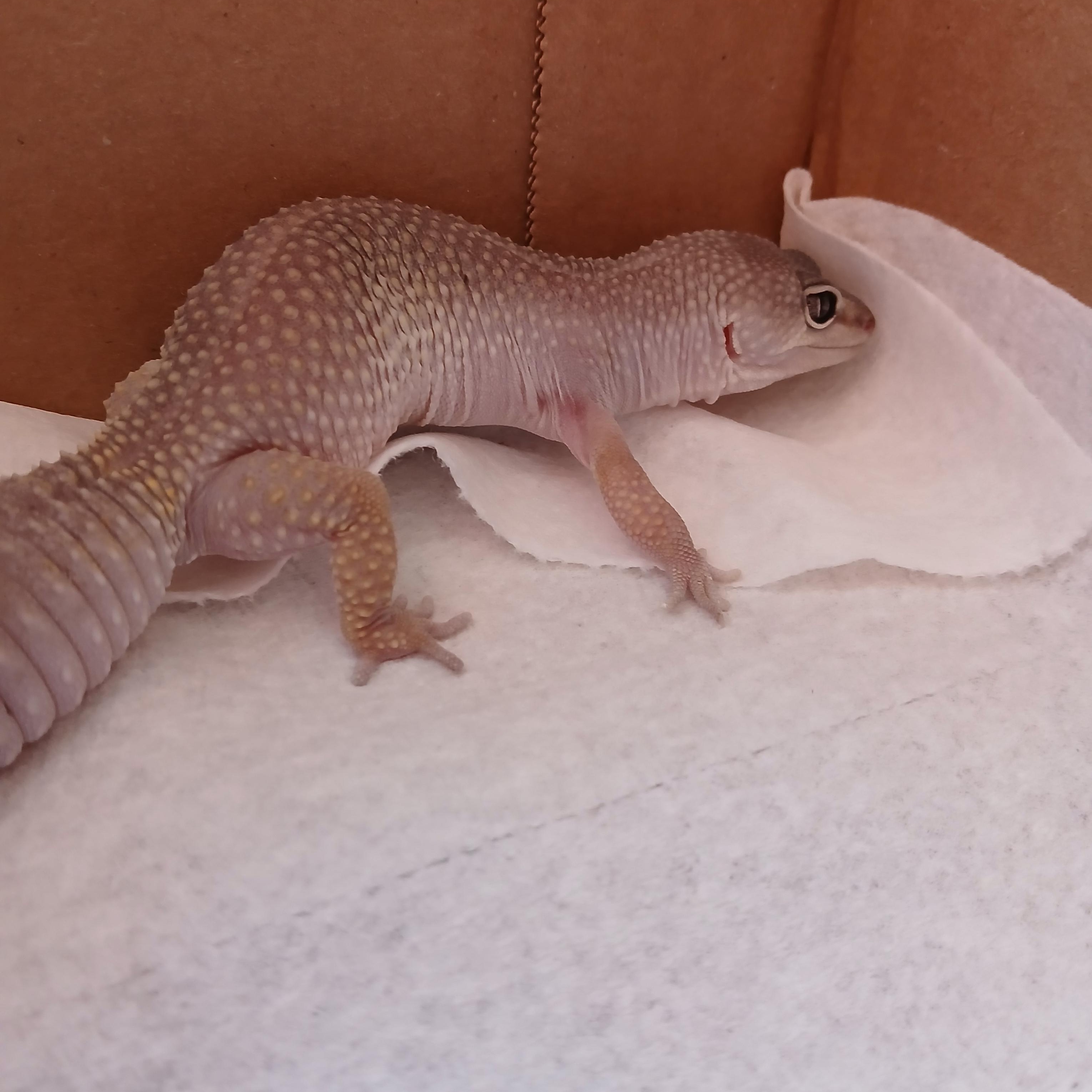 Valkyrie, a ADOPTABLE Gecko in Dearborn, MO image 4/5