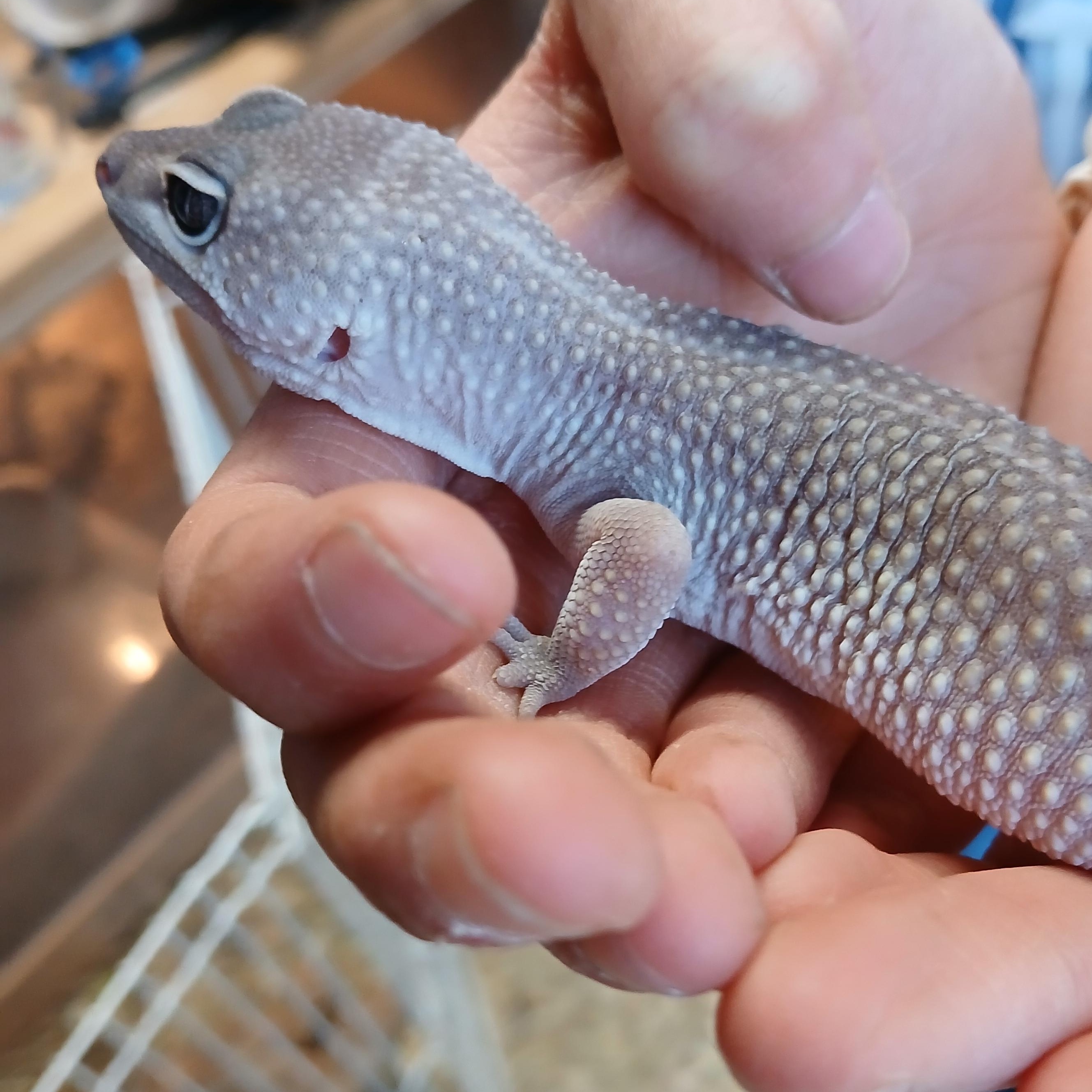 Valkyrie, a ADOPTABLE Gecko in Dearborn, MO image 2/5