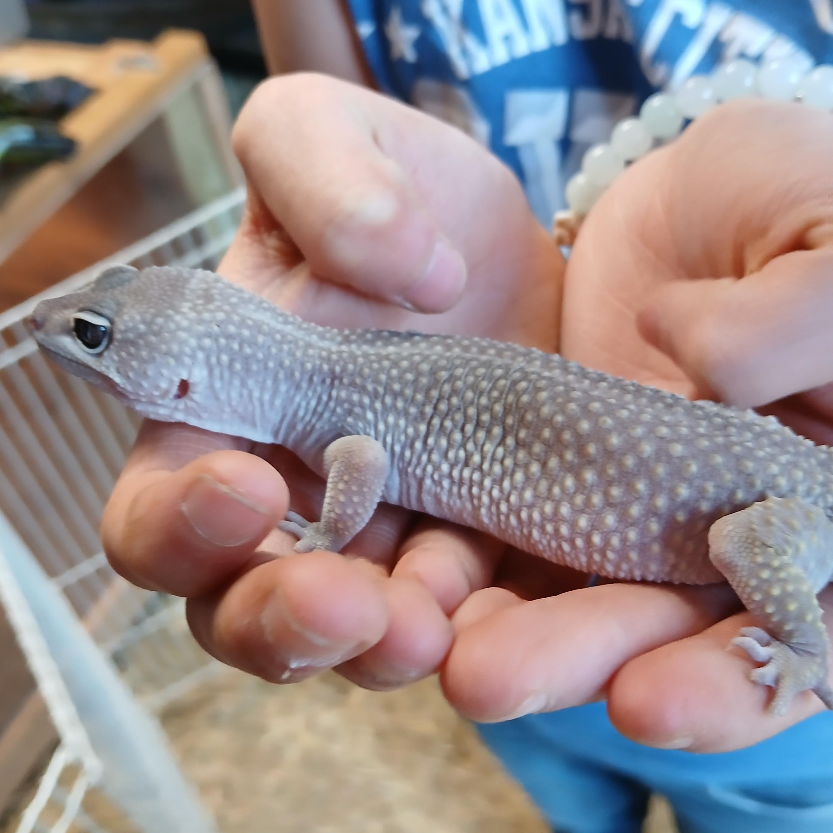Valkyrie, a ADOPTABLE Gecko in Dearborn, MO image 5/5