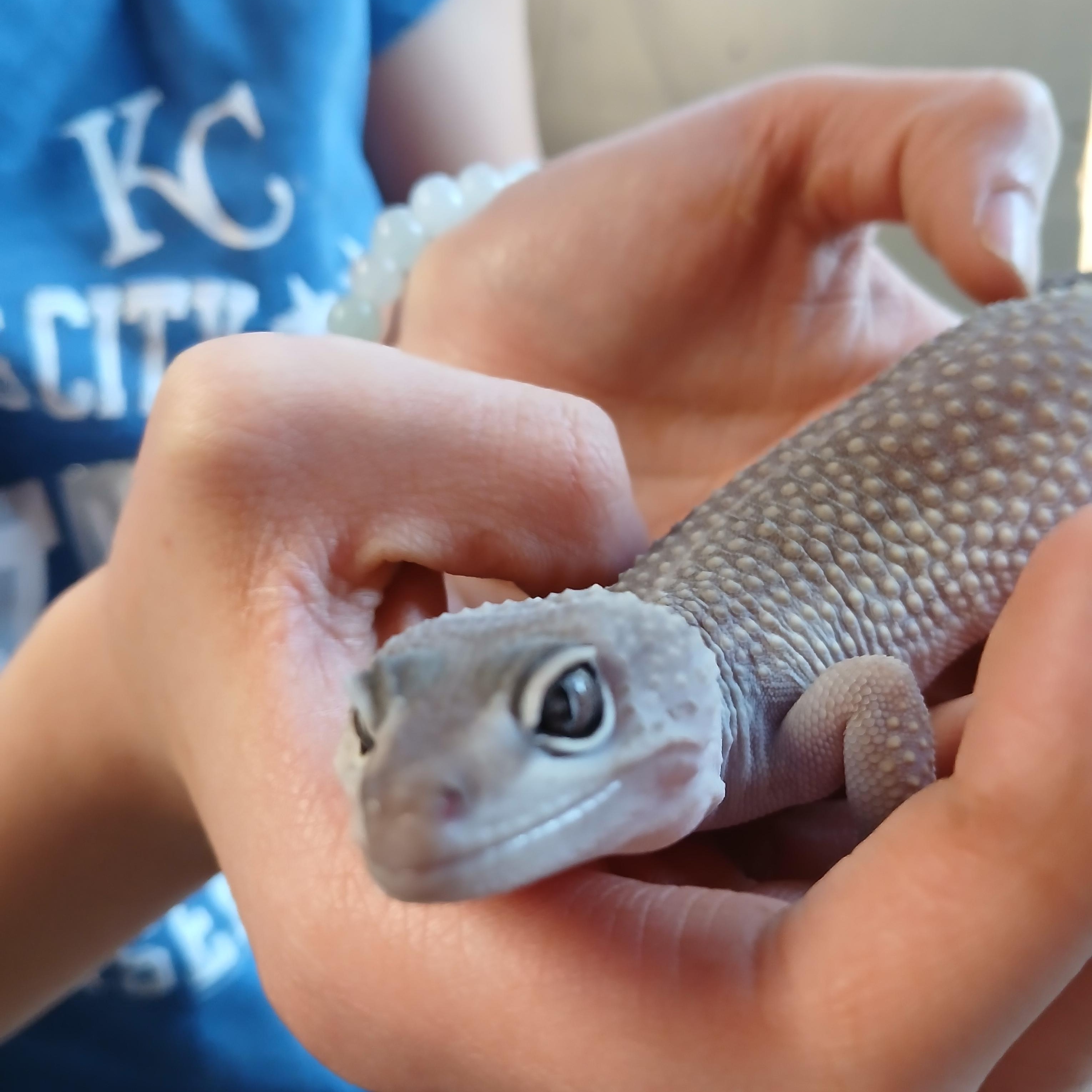 Valkyrie, a ADOPTABLE Gecko in Dearborn, MO image 3/5