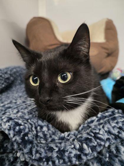 Enlarge Suga Pea, a Adoptable mixed breed in Shawano, WI image 1/1