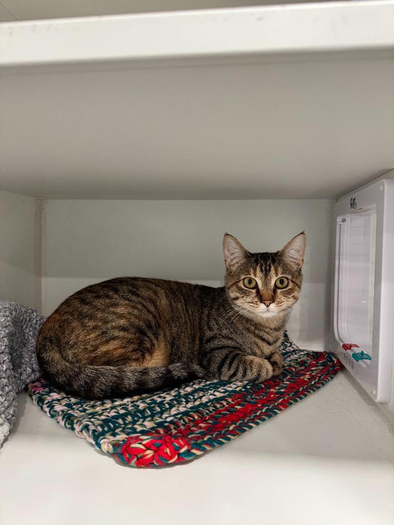 Lily, Adopted, Young Female Domestic Short Hair.