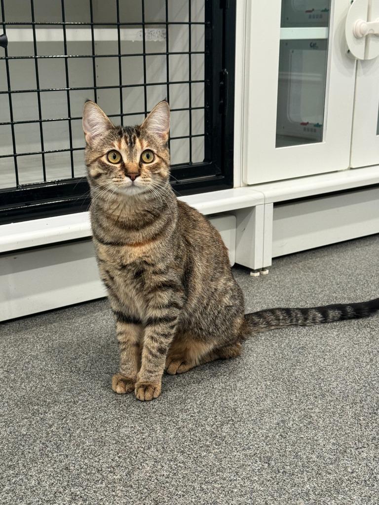 Enlarge Lily, a Adopted mixed breed in Lunenburg, VT image 2/2