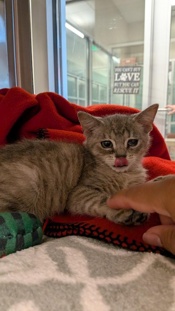 Weezy, Adoptable, Kitten Female Domestic Short Hair.
