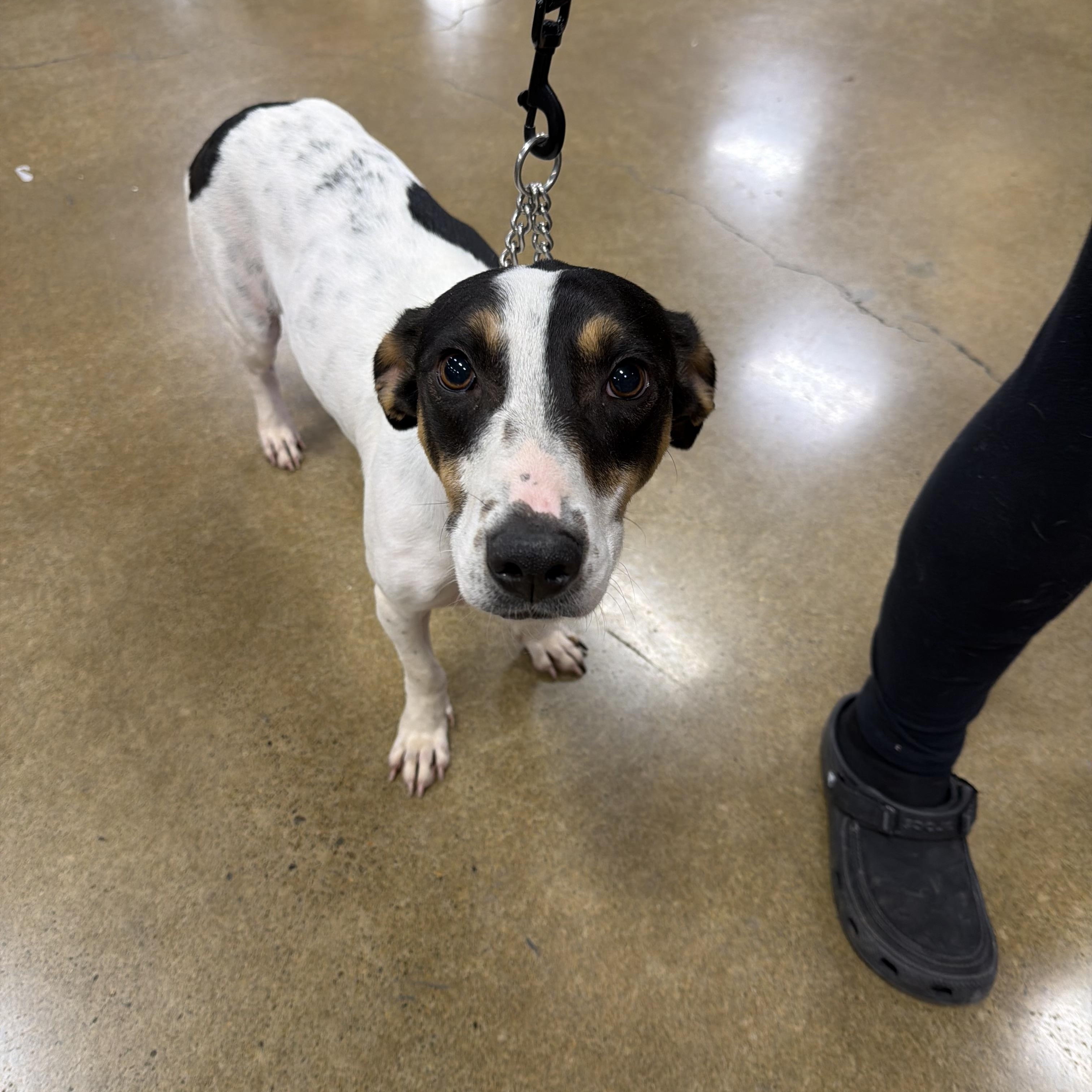 Kash , a ADOPTABLE mixed breed in Eugene, OR image 5/5