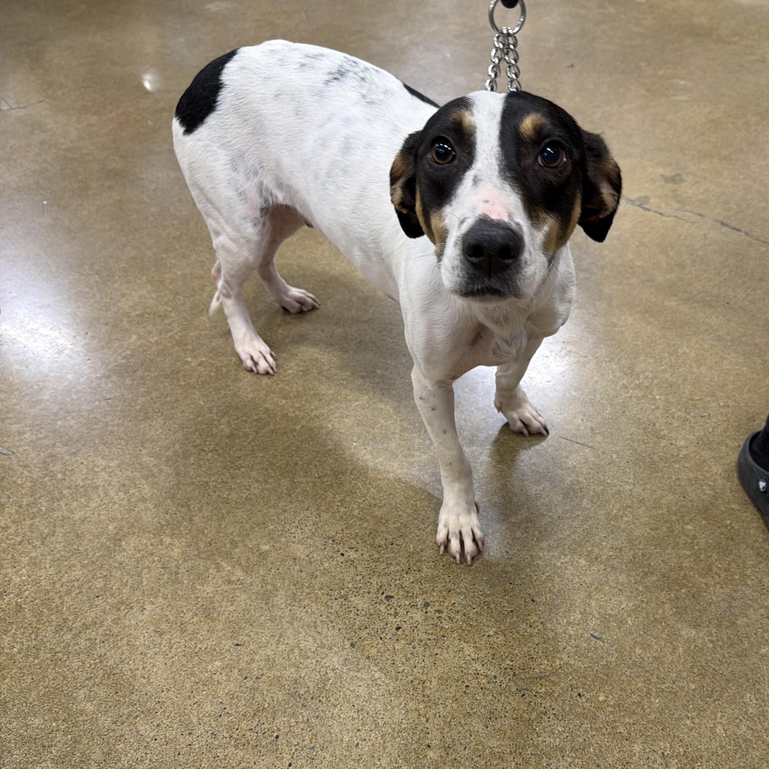 Kash , a ADOPTABLE mixed breed in Eugene, OR image 3/5