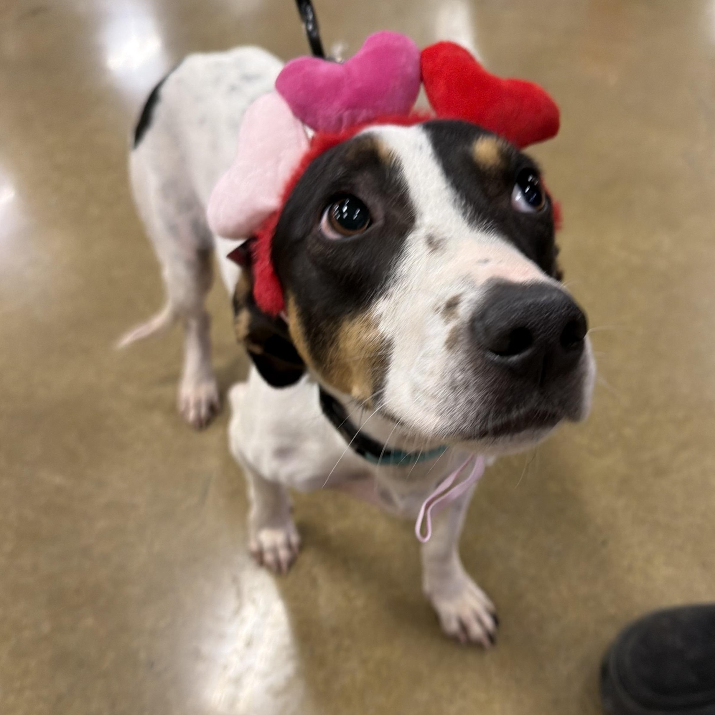 Kash , a ADOPTABLE mixed breed in Eugene, OR image 1/5