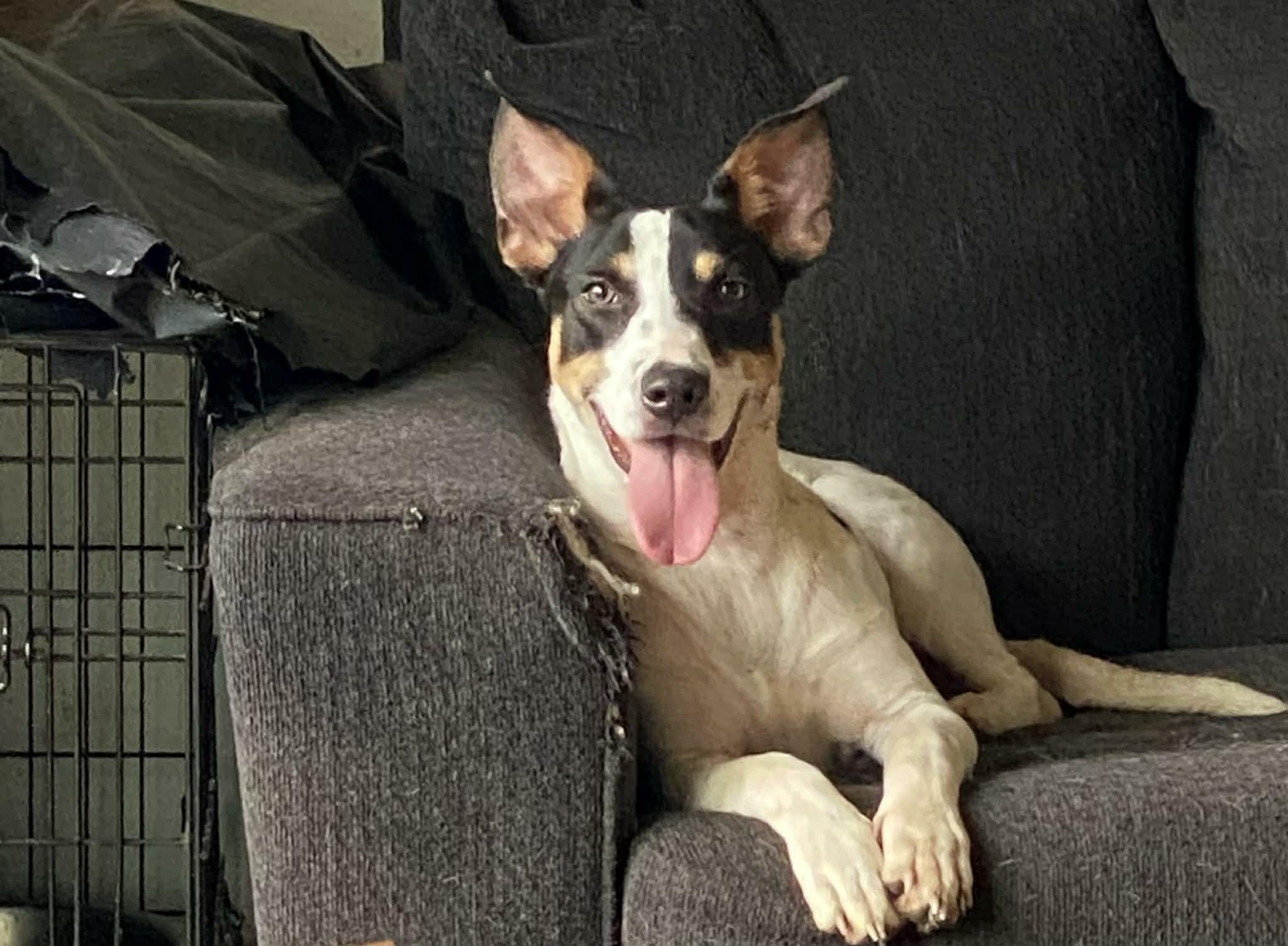 Kash , ADOPTABLE, Adult Male Terrier.