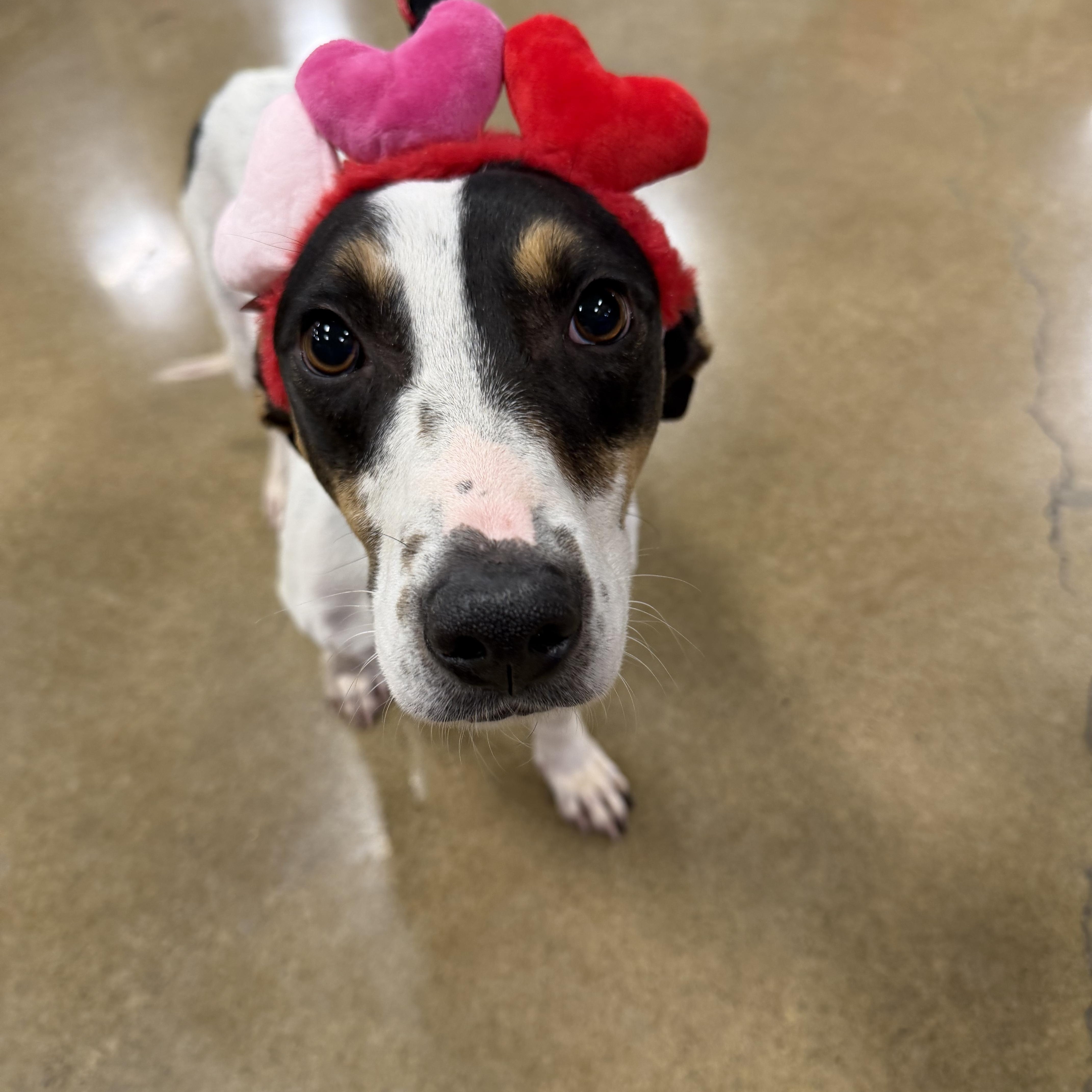 Kash , a ADOPTABLE mixed breed in Eugene, OR image 4/5