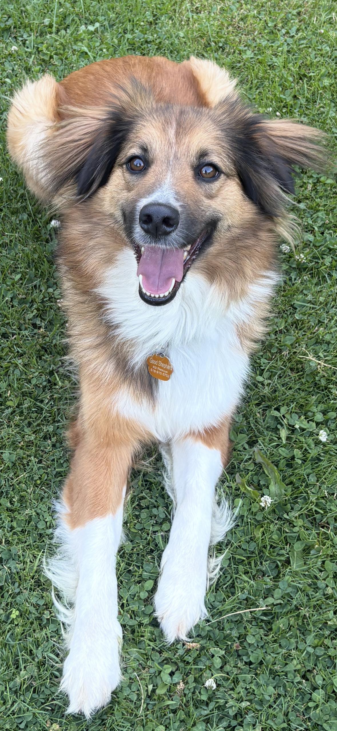 Trixie, ADOPTABLE, Adult Female English Shepherd.