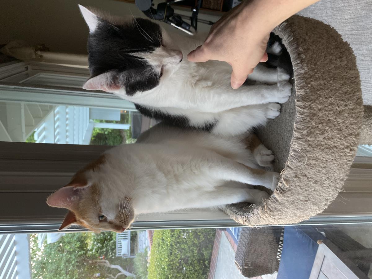 Enlarge Franklin, a Adoptable Domestic Medium Hair in La Jolla, CA image 1/3
