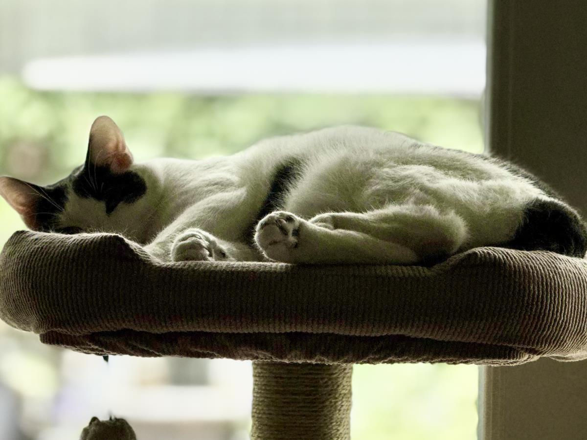 Enlarge Franklin, a Adoptable Domestic Medium Hair in La Jolla, CA image 3/3