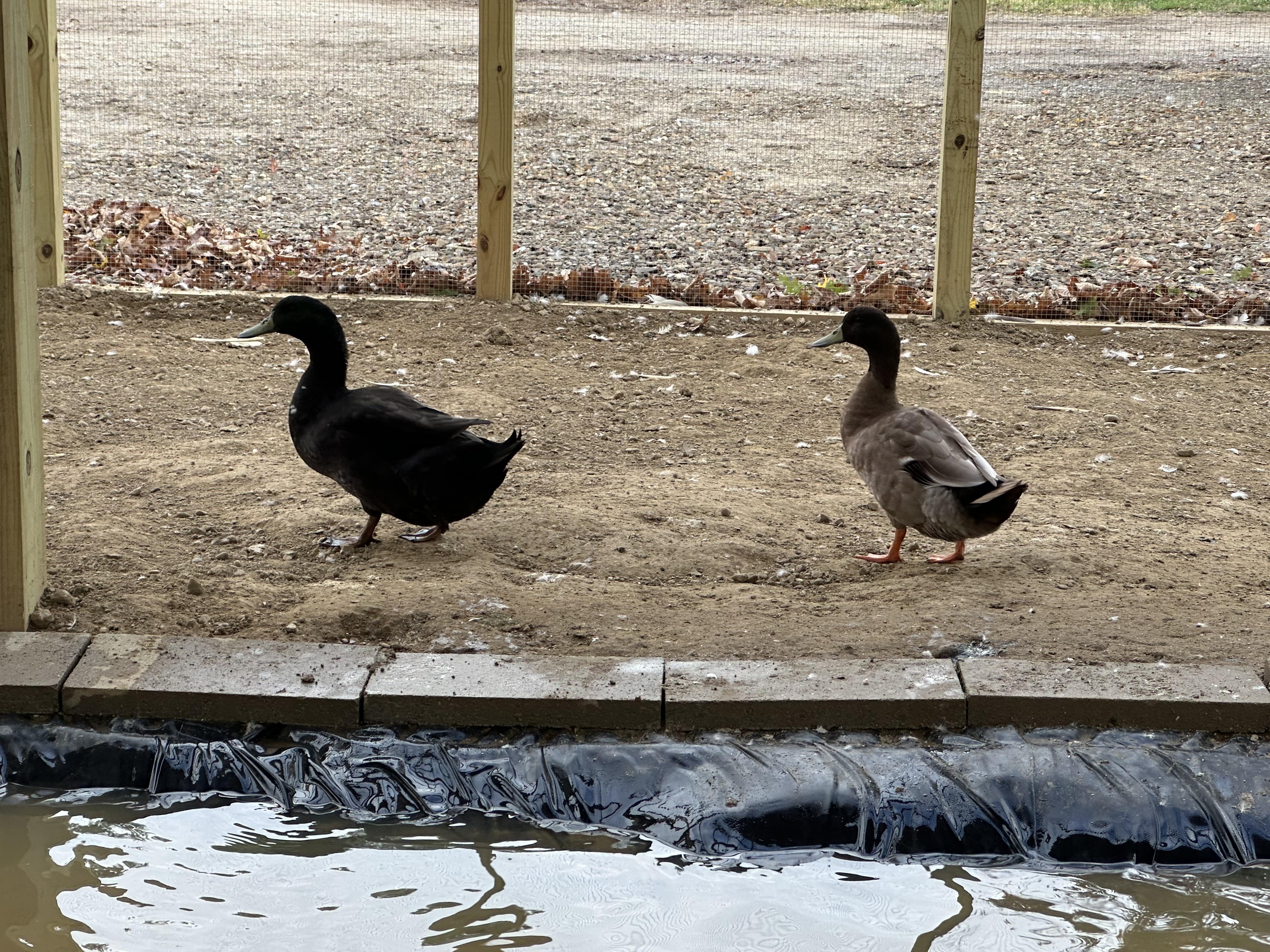 Enlarge Ducks & Geese (16 Muscovy, 3 Khaki, 1 Pekin, 1 Rouen Mix, & 4 Geese), a Adoptable Duck in Ravenna, OH image 3/6