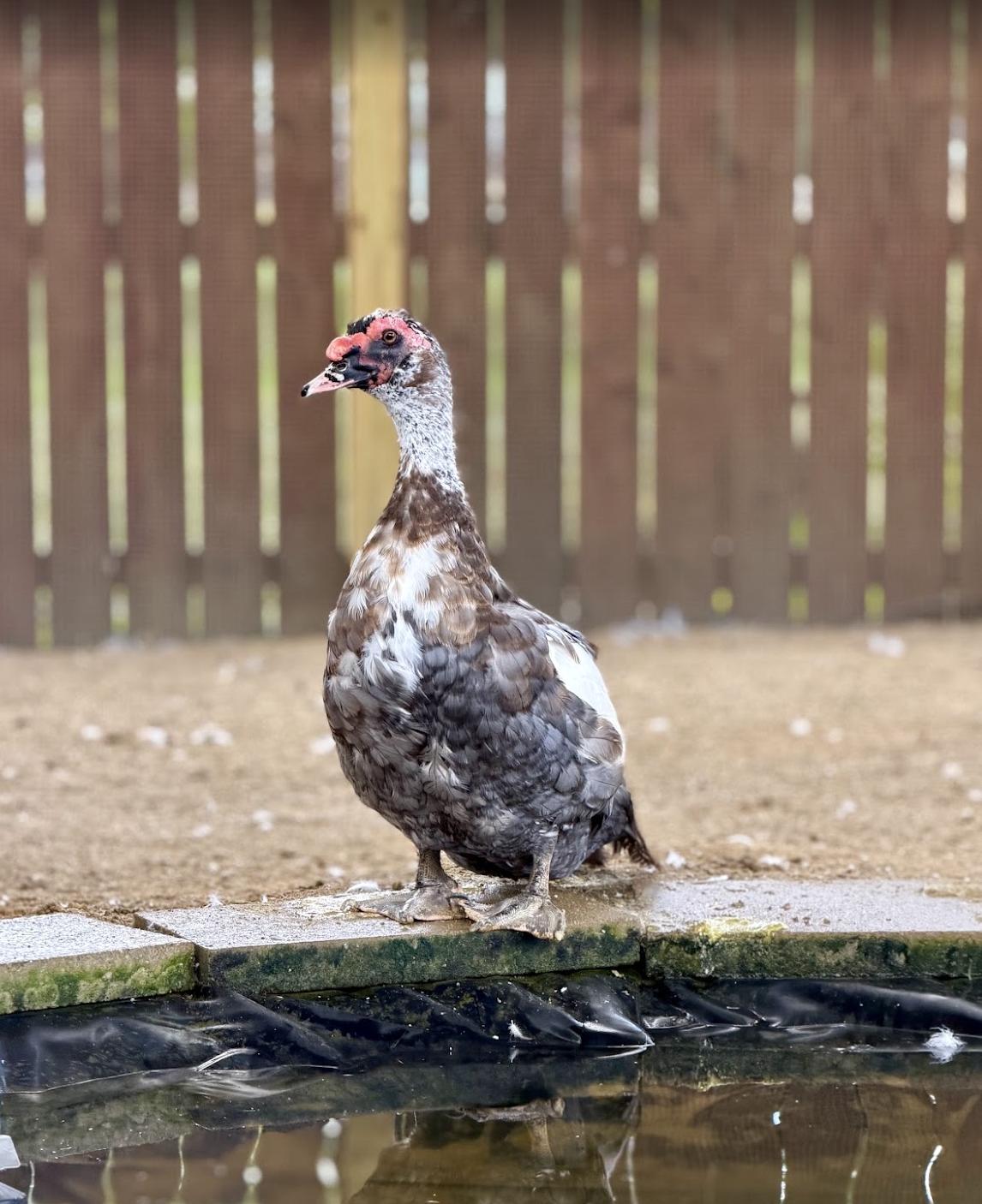 Ducks (4 Male Muscovy, 2 Male Pekin, 2 Male Swedish, 1 Male Rouen mix, & 1 Male Khaki), Adoptable, Adult Unknown Duck.