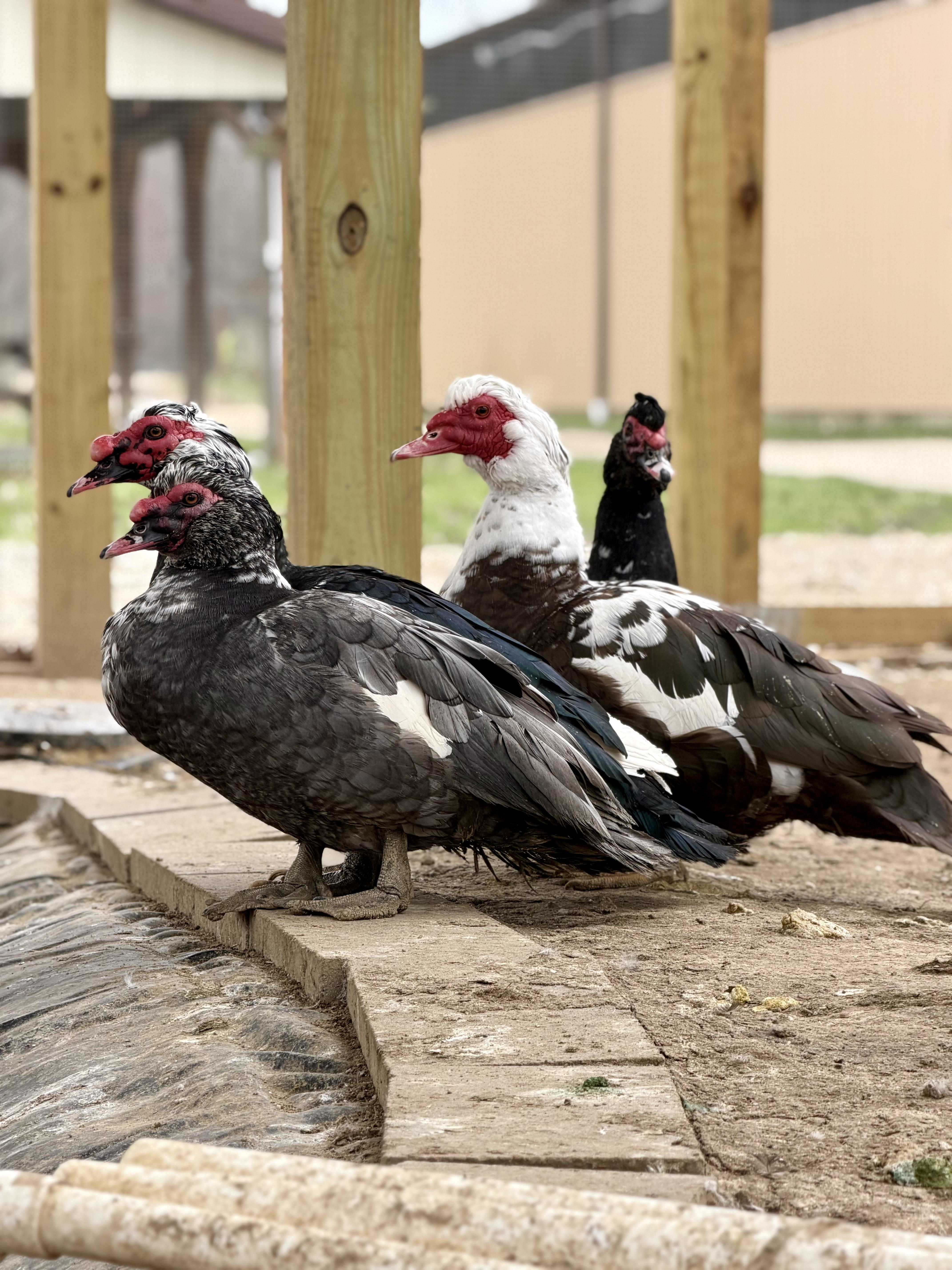 Enlarge Ducks & Geese (6 Male Muscovy, 4 Male Khaki Mixes, 2 Pekings, 2 Geese & 1 Female Goose), a Adoptable Duck in Ravenna, OH image 6/6