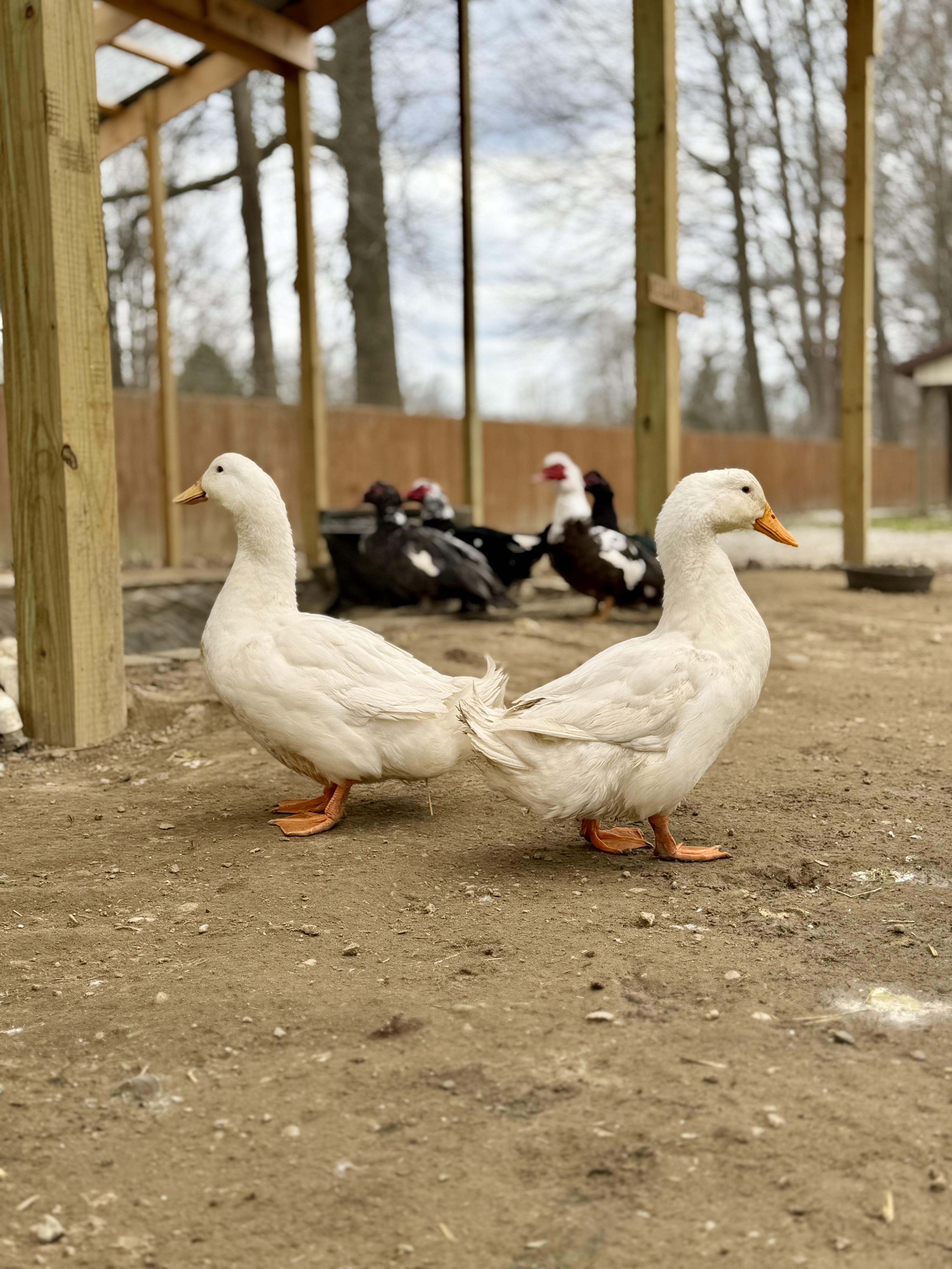 Enlarge Ducks & Geese (6 Male Muscovy, 4 Male Khaki Mixes, 2 Pekings, 2 Geese & 1 Female Goose), a Adoptable Duck in Ravenna, OH image 1/6